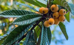 Flowers do well down to temperatures of 26° f. Campbell Vaughn Here S The Low Down On Loquat Lifestyle The Augusta Chronicle Augusta Ga