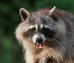Can dog get sick from killing rat? Aggressive Raccoon Exposes 3 People To Rabies In Cullman County Al Com