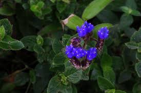 We did not find results for: List Of Amazing Flora And Fauna In The N Get Beyond Limits
