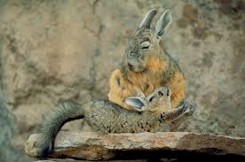 Image result for viscacha