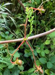 Image result for Burseraceae