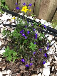 Image result for Buchnera leptostachya