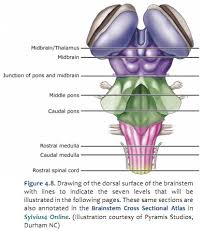 Spongebobandblue'sclues rule est 2001 6 год. Duke Neurosciences Lab 2 Spinal Cord Brainstem Surface And Sectional Anatomy