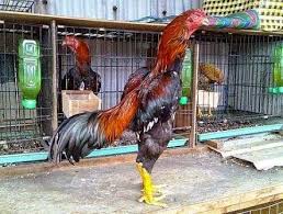 Ayam Jago Asal Jepang Ternak Ayam Ayam Bangkok