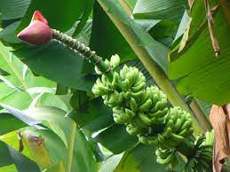 Check spelling or type a new query. 7 Manfaat Dan Ciri Ciri Pisang Batu Klutuk