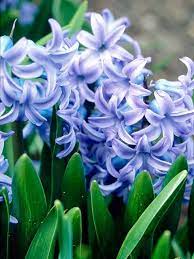 Maybe you would like to learn more about one of these? The Best Fragrant Flowers For Your Garden Spring Flowering Bulbs Fragrant Flowers Fragrant Plant