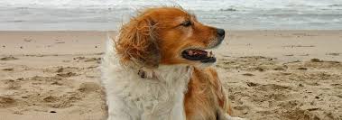 We did not find results for: Lumps On Your Dog Common Types What You Should Know Hill S Pet
