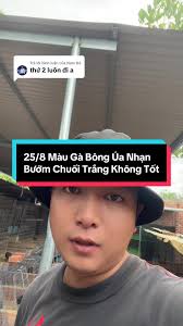 Gà Siêu Phệ Blv Đức Vs Tây Ban Nha