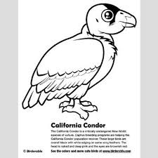 Use crayola® crayons, colored pencils, or markers to color the california page. California Condor Coloring Page Fun Free Downloads Activity Pages Birdorable