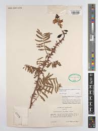 Image result for Caesalpinia glandulosopedicellata
