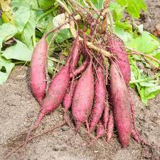 Maybe you would like to learn more about one of these? Growing Sweet Potatoes How To Grow Sweet Potatoes