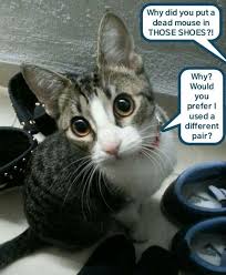 Squeak A Mile In Your Shoes In 2020 Cat Memes Funny Cat Pictures Kittens Funny