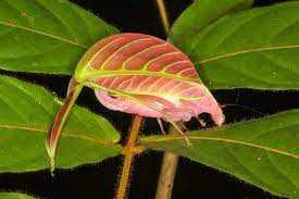 In Images Meet The Top 10 Newfound Species Borneo Species Insects