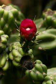 Image result for Opuntia imbricata