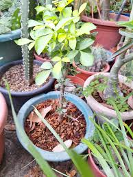 Image result for Commiphora pteleifolia