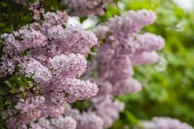 Congo, sensation, bloomerang dark purple. How To Grow A Lilac Bush For Beautiful Blooms In The Spring Natalie Linda
