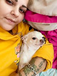 We just adopted this kitten & my Chihuahua isn't too fond of him.... the  kitten is actually a Bully with My Baby "Chico" 🤣🤣🤣