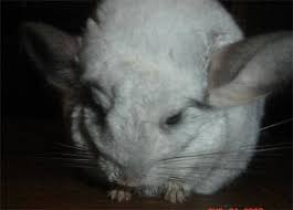 Hide this posting restore restore this posting. Signs Of Common Chinchilla Ailments Pethelpful