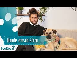 Es tut mir sehr leid, dass dein hund so krank ist. Hund Einschlafern Hilf Ihm Uber Die Regenbogenbrucke