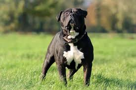 Check spelling or type a new query. Black And White Pitbull A Sweetheart That Breaks Stereotypes