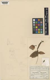 Image result for Cheirostylis lepida