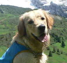 Top 10 coolest luxury hotel 2021. Chien D Assistance Tous Les Messages Sur Chien D Assistance Page 3 La Vie Autour D Handi Chiens