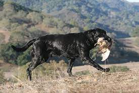 Champignon i det hele taget hitter stort hos mig året rundt, og lige nu i skiftet mellem sensommer og efterår, er mine tanker mere og mere i retning af nye lækre retter med svampe og champignon. Labrador Retriever Dog Breed Information