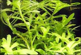 Image result for Heteranthera