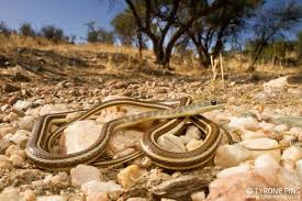 As an emergency critical care veterinary specialist, i'll be honest in saying that some emergencies can wait to see your regular veterinarian the following. Vet To Pet Windhoek Huysu Zyorum