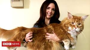 Myy bells cattery is a persian, exotic shorthair and maine coon cattery based in mumbai. Omar Perhaps World S Longest Cat Finds Internet Fame Bbc News
