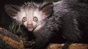 Why Are Aye Ayes Endangered Cute Endangered Animals Animals Weird Animals