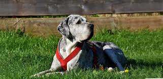 I am so proud to have each and every one of these dogs in my kennel feel blessed to have this wonderful pack. Extra Large Dog Houses For Great Danes And Other Big Breeds Daily Dog Stuff