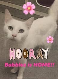 Lost Roblox Nerf item at the bubble house