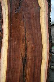 Image result for Acacia afra