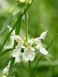 Image result for Stachys pseudonigricans