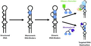 Refseqs provide a stable reference for genome annotation, gene identification. Small Molecule Recognition Of Disease Relevant Rna Structures Chemical Society Reviews Rsc Publishing