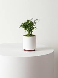 Among all the palm trees, parlor palms are a great place to start for the beginner. Small Parlor Palm With Mid Century Pot Potted Plant Shipped By Leon George
