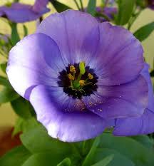 Lysiantus Beautiful Flowers Flower Therapy Pretty Flowers