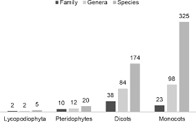 Image result for Micrargeriella aphylla