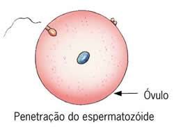 Fecundação - Só Biologia
