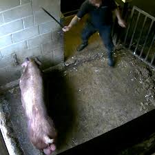 Pigs beaten with pitchforks at boar ...