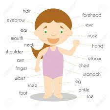 One of the most important things that you will need to talk about will be where on your body the problem is located. Human Body Parts Vocabulary Vector Illustration Royalty Free Cliparts Vectors And Stock Illustration Image 73531620