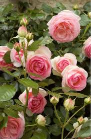 Otras Maravillosas Rosas Rosen Blumen Garten