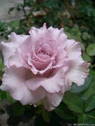 English Perfume Rose Photo Beautiful Rose Flowers Hybrid Tea Roses Rose Flower
