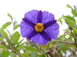 Image result for Lycianthes rantonnetii