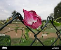 Image result for Ipomoea verbascoidea