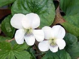 10 Edible Flowers You Can Safely Eat Flower Meanings Violet Flower Edible Flowers