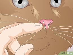 How To Diagnose The Cause Of Dry Nose In Cats 13 Steps