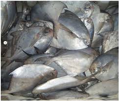 Maybe you would like to learn more about one of these? Pembeli Ikan Bawal Putih Jakarta Halaman Utama Muaraangke Jakarta Raya Indonesia Menu Harga Ulasan Restoran Facebook