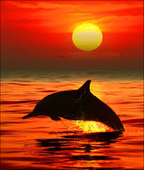 New Dolphin Jumping In Sunset Www Sorenlauritzen Com